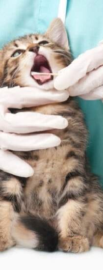 Aşı Takvimi ve Koruyucu Sağlık Hizmetleri