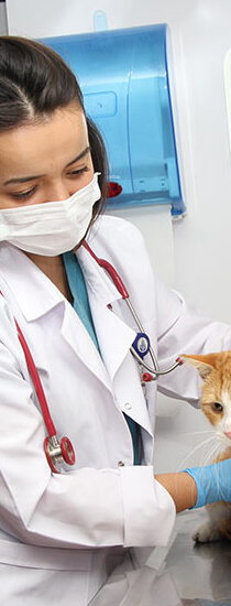  Laboratuvar Testleri ve Tanı Hizmetleri